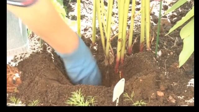 УХОД ЗА ПИОНАМИ, СИНИЕ ПИОНЫ смотреть онлайн