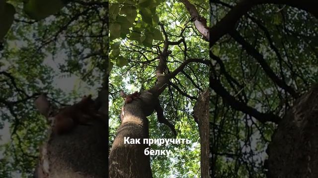 Как приручить белку))) смотреть онлайн