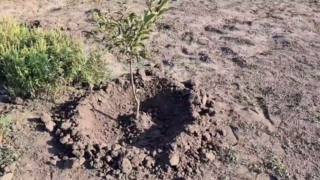 Молодой сад, Подготовка к зимовке) Посадка кустарников, Борщ с фасолью, Жизнь в частном доме