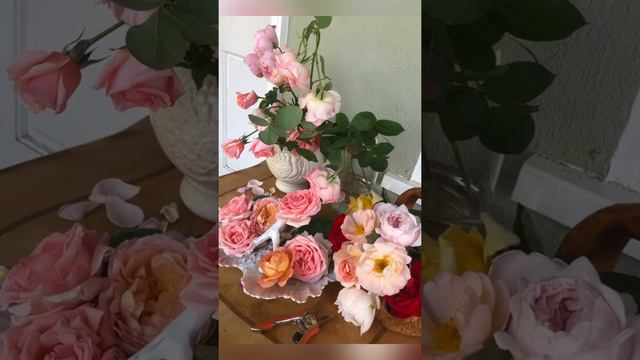 【玫瑰花园秀20220425】Cathedral Bell ｜Jeanne Lajoie ｜Roses for community 🦋#100rosesinarku #springroseshow смотреть онлайн