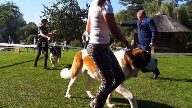 Выставка, Сенбернар. Лучший питомник 10.09.16 Латвия Дмитрий Прозоров 142223 смотреть онлайн