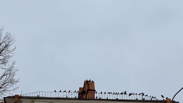 Голуби мира! смотреть онлайн