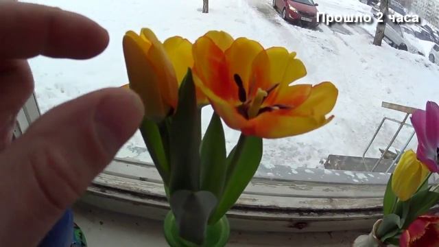 Как долго стоят срезанные тюльпаны. Выгонка в квартире (серия 4) смотреть онлайн