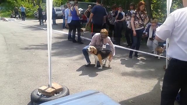 Выставка собак в Челябинске 26.05.2013. Победный ринг смотреть онлайн