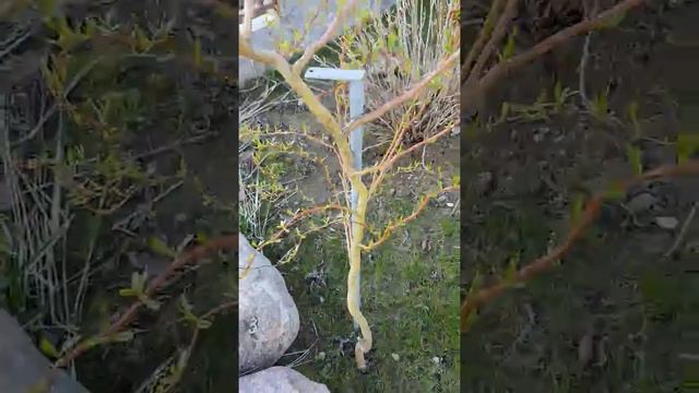 Ива Матсудана смотреть онлайн