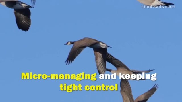 Wisdom Of The Geese - Best Motivational Video смотреть онлайн