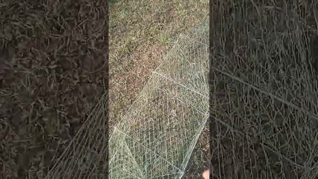 раколовки гармошки, снасть ловить рака, раколовка своими руками#раки #как ловить рака# смотреть онлайн