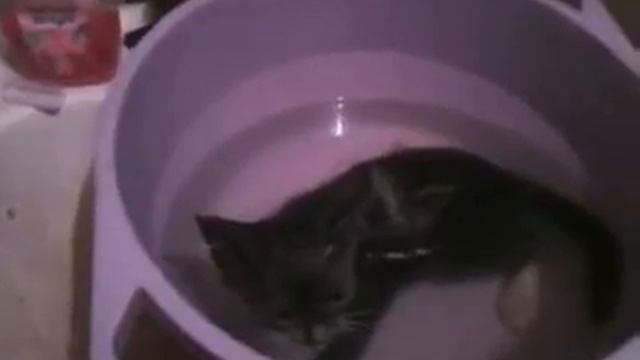 первое купание кота смотреть онлайн