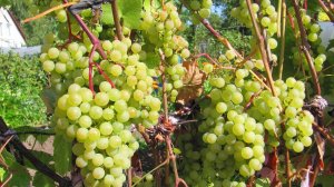 ИТОГИ ПЕРЕЗИМОВКИ ВИНОГРАДА - 2019  НИЖЕГОРОДСКИЙ СПОСОБ УКРЫТИЯ