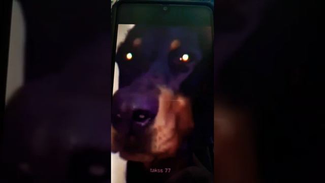 Доберманы в Tik Tok - КОРОЛИ🐕🐶🐕🐶🐕🐶👑👑👑👑👑👑💎 смотреть онлайн
