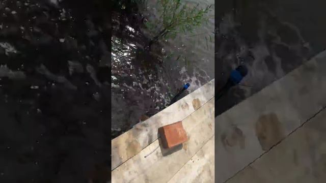 запускаю линя в пруд 80кг смотреть онлайн