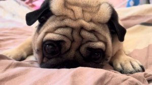 Обычные звуки мопса.Релакс для ушей.Лежу и чешу себя.