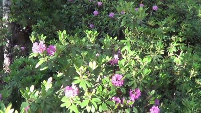 Alppiruusupuisto Helsingissä - The Rhododendron Garden In Helsinki