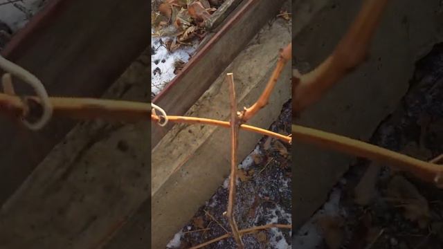 виноград без проблем. Обрезка осенью. смотреть онлайн