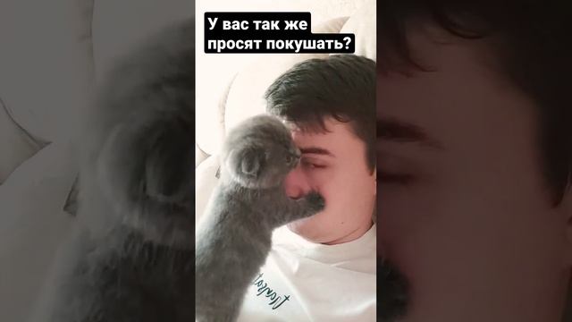 кошка просит кушать смотреть онлайн