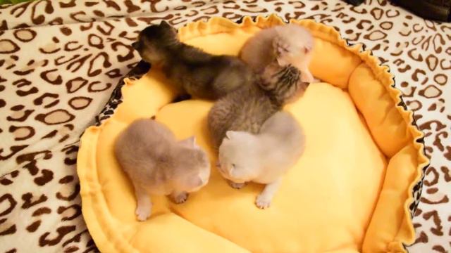 Шотландские котята золотого и серебристого окраса. Открыт резерв! смотреть онлайн