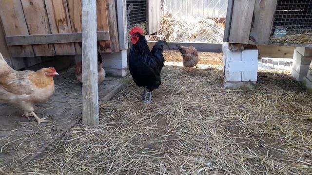 Итоги скрещивания породистых кур. смотреть онлайн