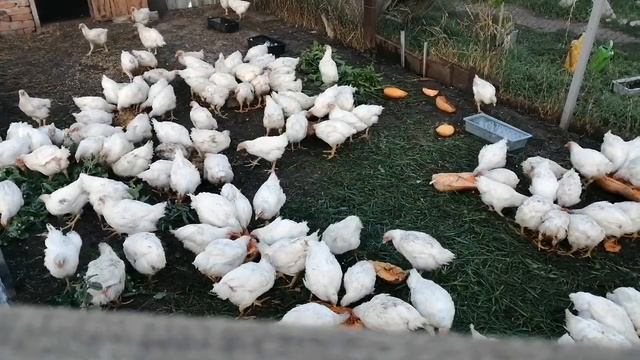 Buffet for my chickens. Шведский стол для моих кур! смотреть онлайн