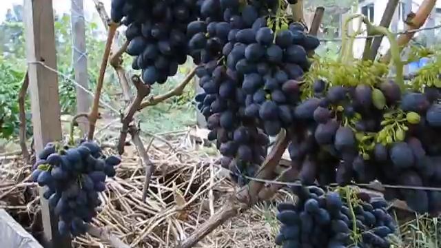 Виноград Кодрянка. смотреть онлайн