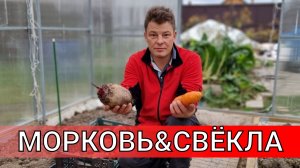 неожиданный результат - совместная посадка моркови и свеклы