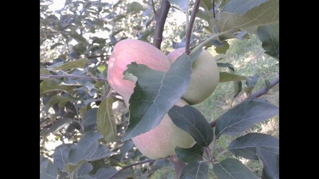 прекрасный кабардинский сад!!! смотреть онлайн