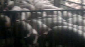 Хрюши на забой.