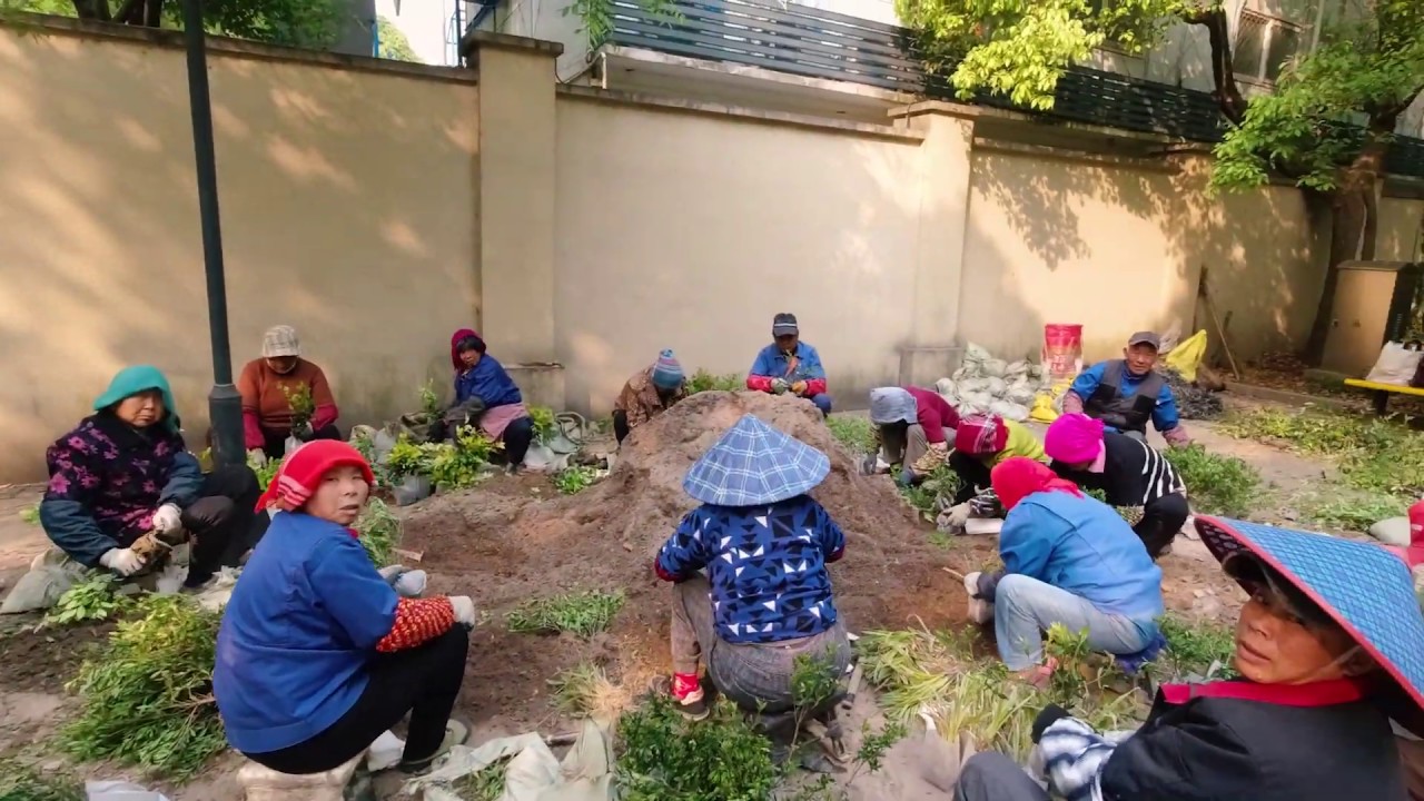 Собираем чемоданы!Обстановка в Китае сейчас, город Шанхай смотреть онлайн