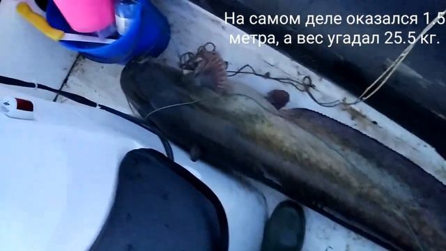 Сом на квок. 25.5 кг. Кама. смотреть онлайн