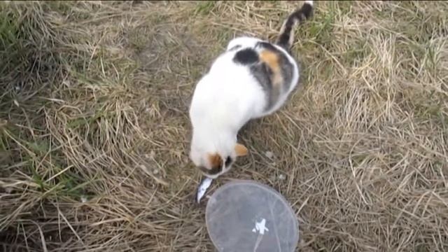 Рыбалка на Днестре. Карась на поплавок. База Камчатка смотреть онлайн