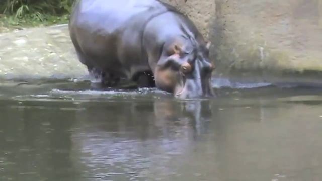 Бегемот Hippopotamus смотреть онлайн