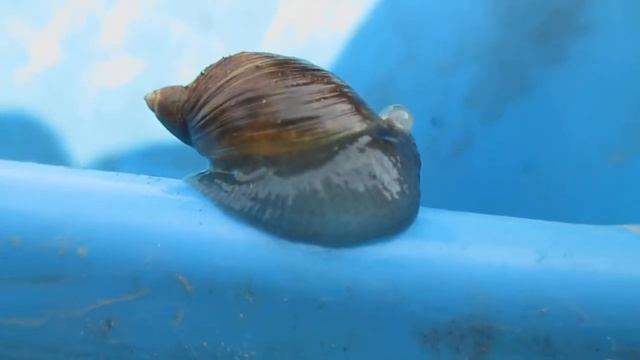 Улитка янтарка и Leucochloridium paradoxum смотреть онлайн