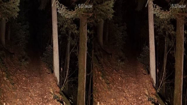 4K 3D Video, Forest Night Flight @ Full Moon смотреть онлайн