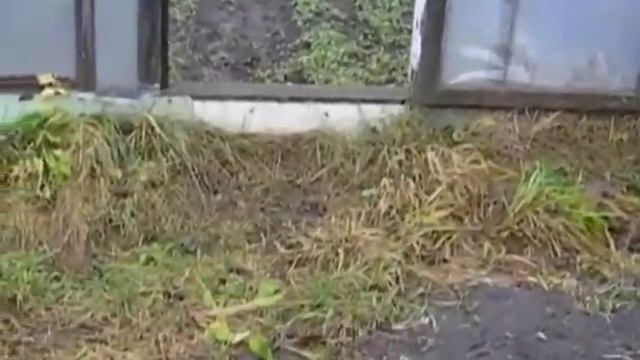 2009 11 16 осенняя побелка яблонь на даче смотреть онлайн