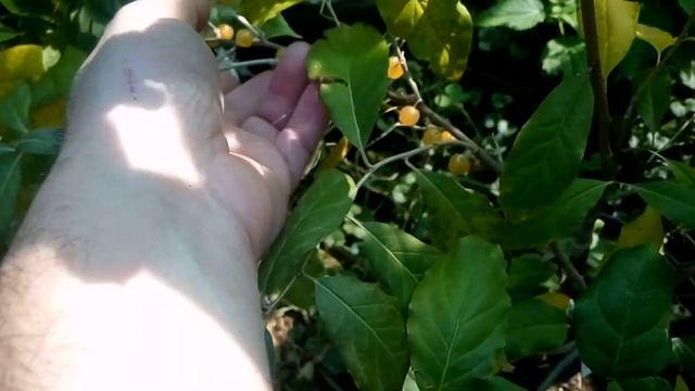 Лох - это растение))). Плодоношение лоха зонтичного