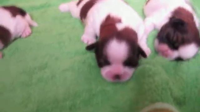 Питомник «Brings Happiness» ши-тцу, малышам неделя смотреть онлайн