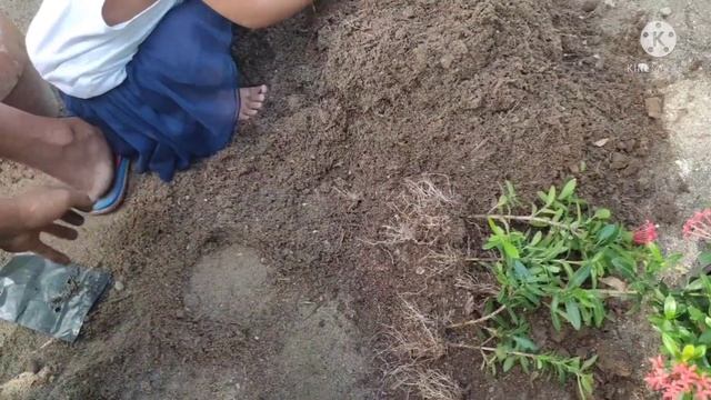 Pagtatanim:Santan And Boxwood Plant | Jun's Planting Ideas