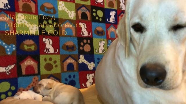 Щенкам лабрадора 10 дней. Условия жизни новорожденных щенков и мам в нашем питомнике. смотреть онлайн