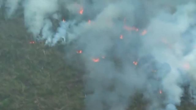 Почему горят Леса? И к чему это приведет смотреть онлайн