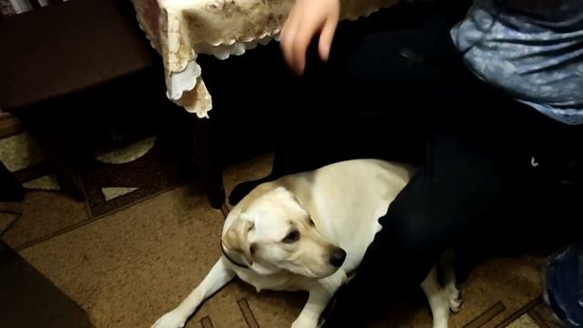 Электроошейник RT880: новый гаджет или понты дороже денег?!