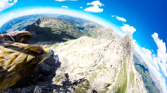 Action Camera на орле [HD]