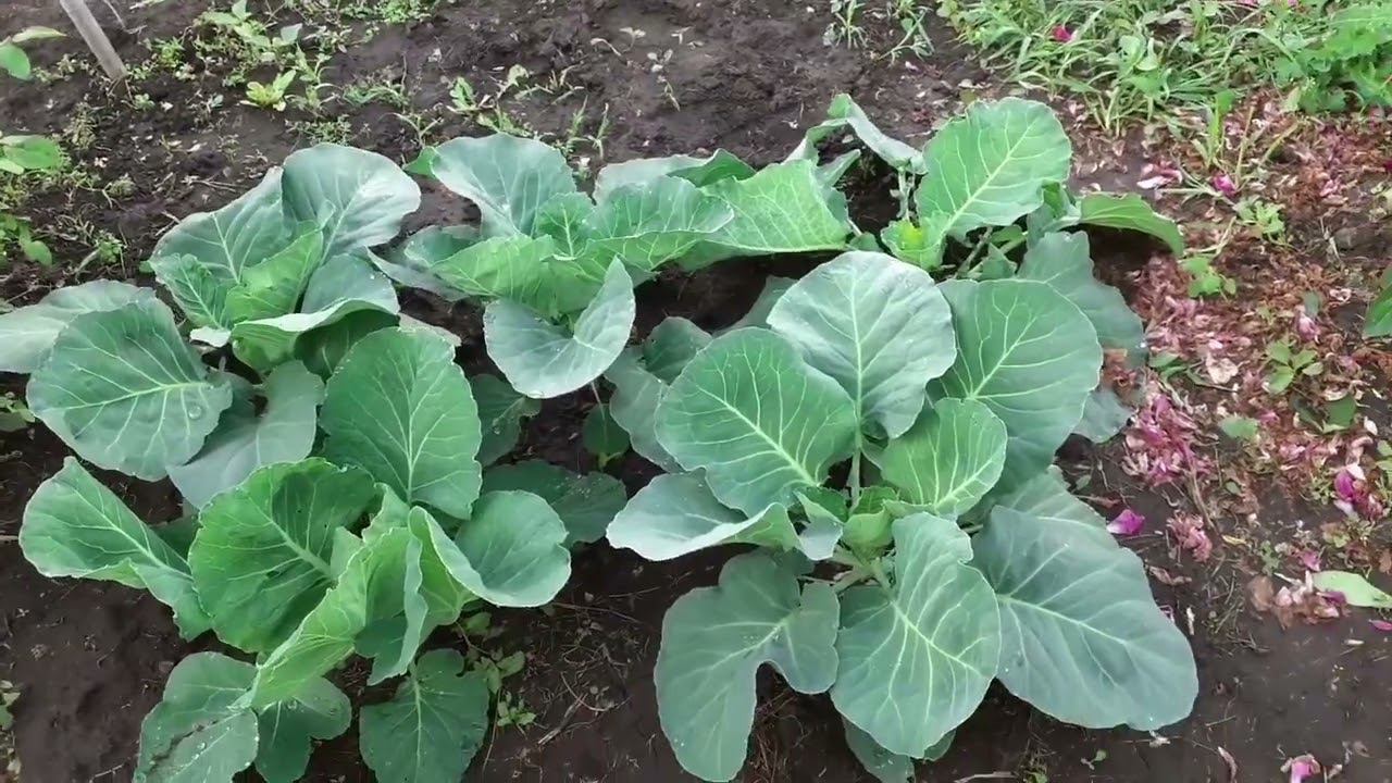 моя капуста на 5 июля - как растёт. Смотрим...... смотреть онлайн