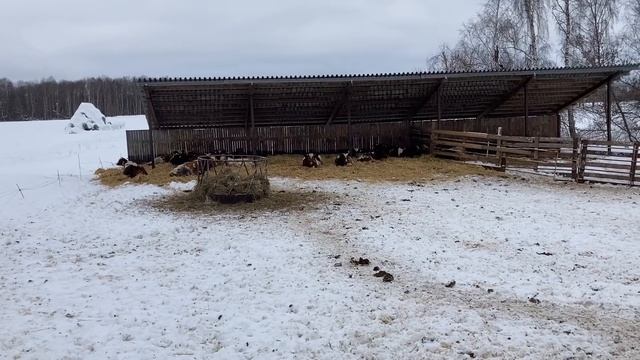 Телята КФХ Герефорд в 2022 году смотреть онлайн