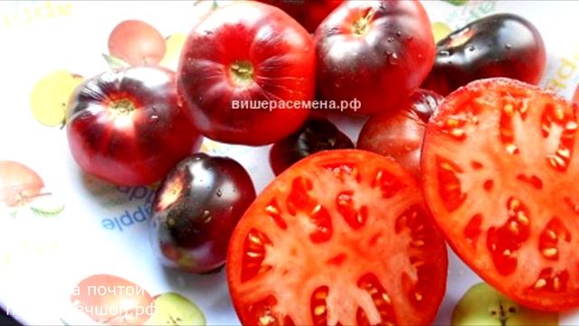 Синие томаты получили признание огородников смотреть онлайн