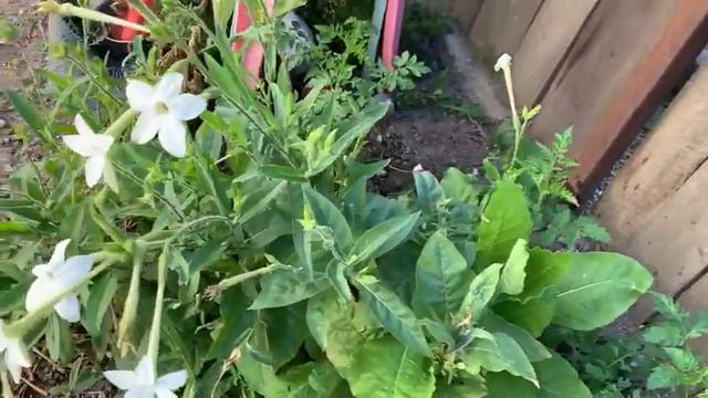 Flor @cliRgiana смотреть онлайн