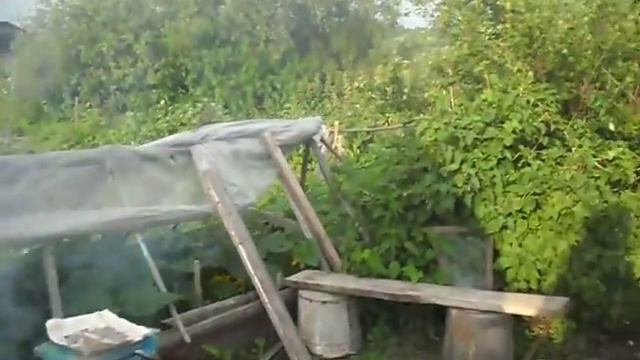 SAM 6816 Мама, Мурка и Барсик на даче. Июль 2013г. Тайга смотреть онлайн