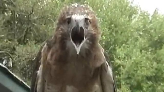 red-tailed hawk screaming смотреть онлайн