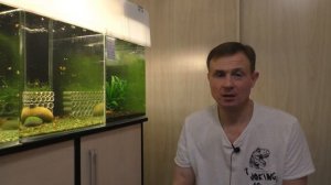 Для начинающих аквариумистов КАК ПОЧИСТИТЬ СТЕКЛА В АКВАРИУМЕ БЕЗ ЦАРАПИН