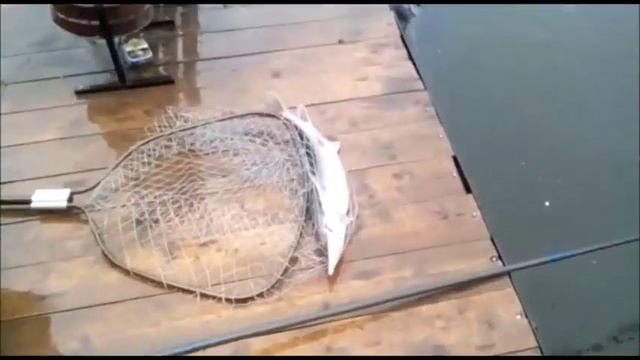 Ловля форели и осетра в Подмосковье! смотреть онлайн