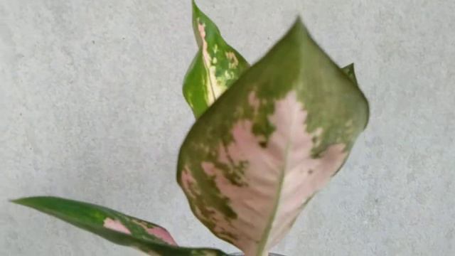Aglaonema Pink White Kochin after overheat смотреть онлайн