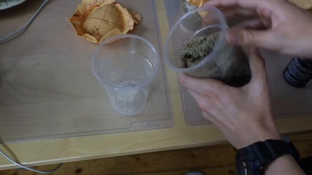 How to Culture Flightless Fruit Flies - It's Easier Than You Think! смотреть онлайн